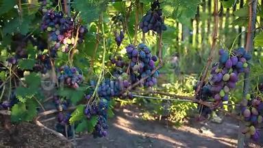 生态农场的餐桌葡萄作物。 一大束蓝色的葡萄挂在花园里